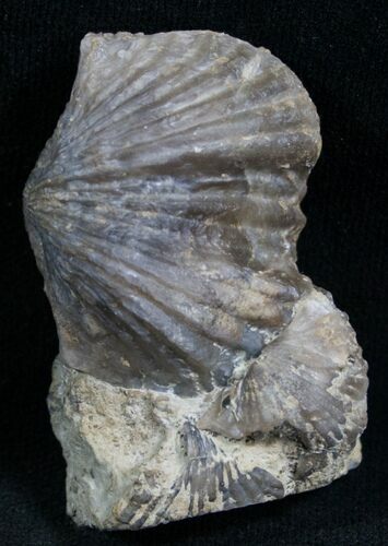 Platystrophia Brachiopod Fossil From Kentucky #6629